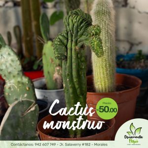 cactus-monstruo