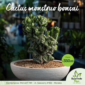 cactus-monstruo-bonsai
