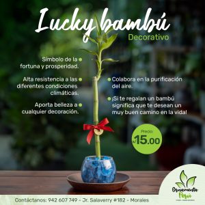 lucku-bambu