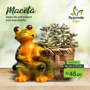 Maceta-de-rana-con-suculenta