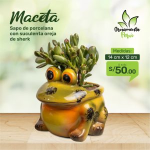 maceta-de-sapo-con-suculenta